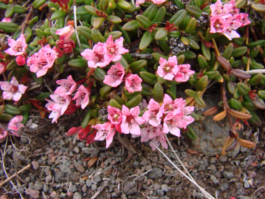 Alpine Azalea (Kalmia procumbens) · iNaturalist