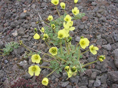 Arctic Poppy