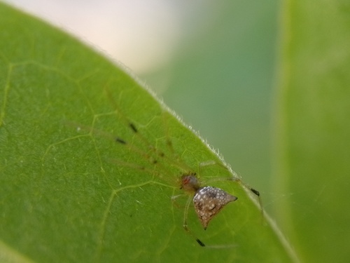 Episinus erythrophthalmus