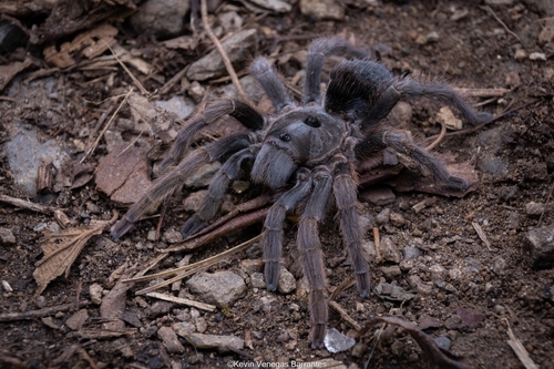 Costa Rican Horned Tarantula (Sphaerobothria hoffmanni) · iNaturalist