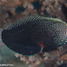 Black Leopard Wrasse - Photo (c) Tim Cameron, all rights reserved, uploaded by Tim Cameron