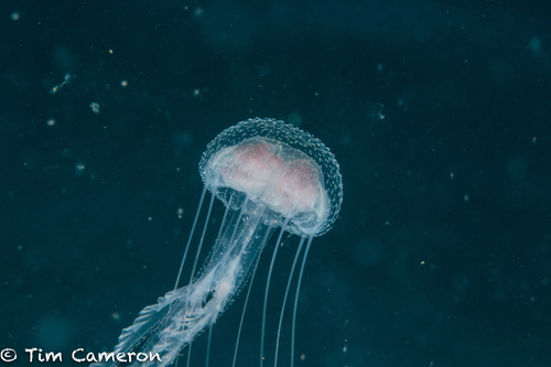 Pelagia flaveola