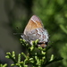 Callophrys loki thornei - Photo (c) Jay Keller, όλα τα δικαιώματα διατηρούνται, uploaded by Jay Keller