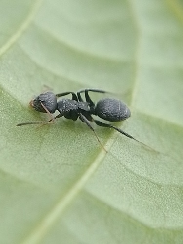 Camponotus bidensCamponotus bidens