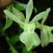Epidendrum falcivesicicaule - Photo (c) Rudy Gelis, all rights reserved, uploaded by Rudy Gelis