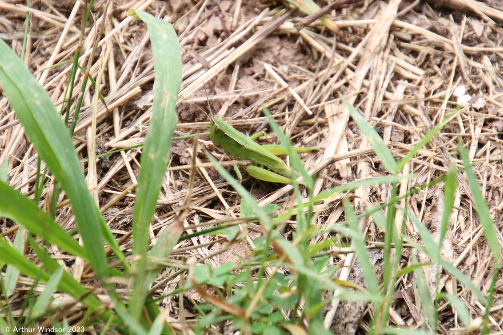 Grasshoppers from Seven Islands Birding State Park, TN, USA on July 27 ...