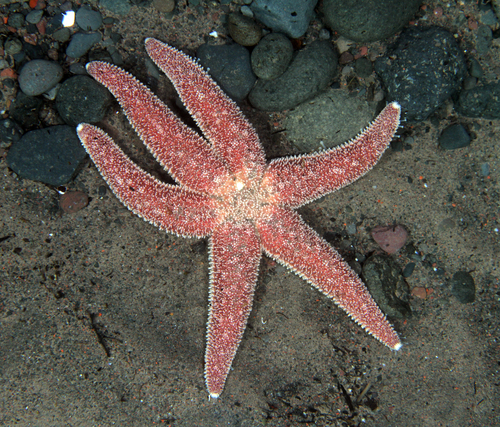 Leptasterias polaris (Müller & Troschel, 1842)