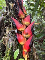 Heliconia pogonantha image