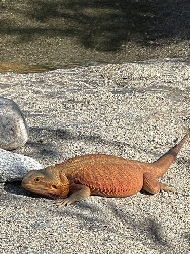 iNaturalist observation photo of Central Bearded Dragon