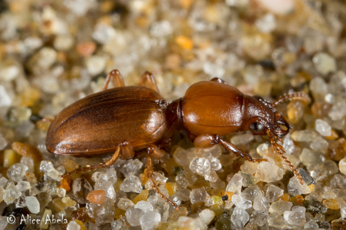 Akephorus