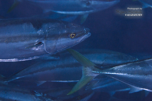 Japanese Amberjack
