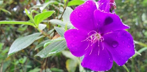 Glory bush