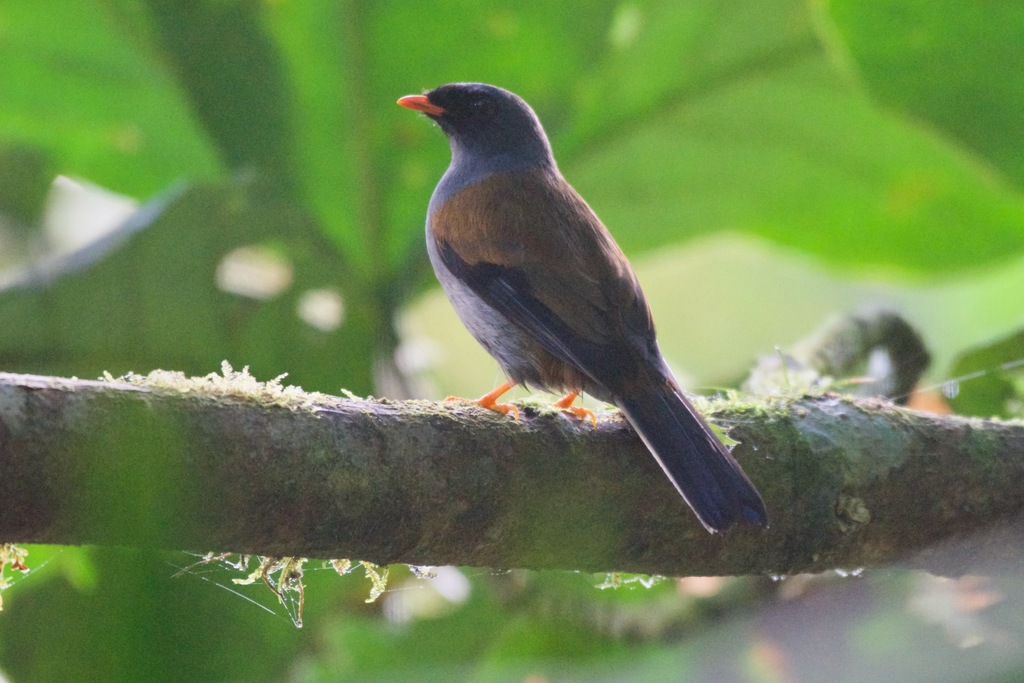 Varied Solitaire (Myadestes coloratus) photo
