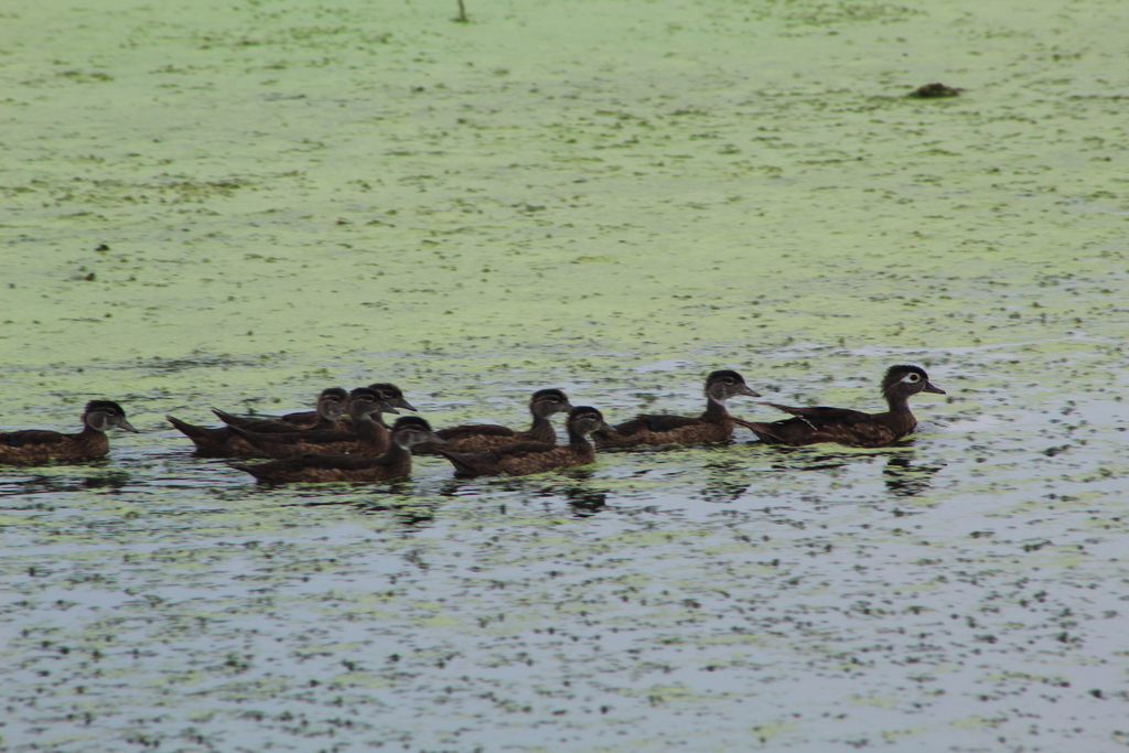 Wood Duck From Johnson County IA USA On August 6 2023 At 02 07 PM By wood-duck-from-johnson-county-ia-usa-on-august-6-2023-at-02-07-pm-by