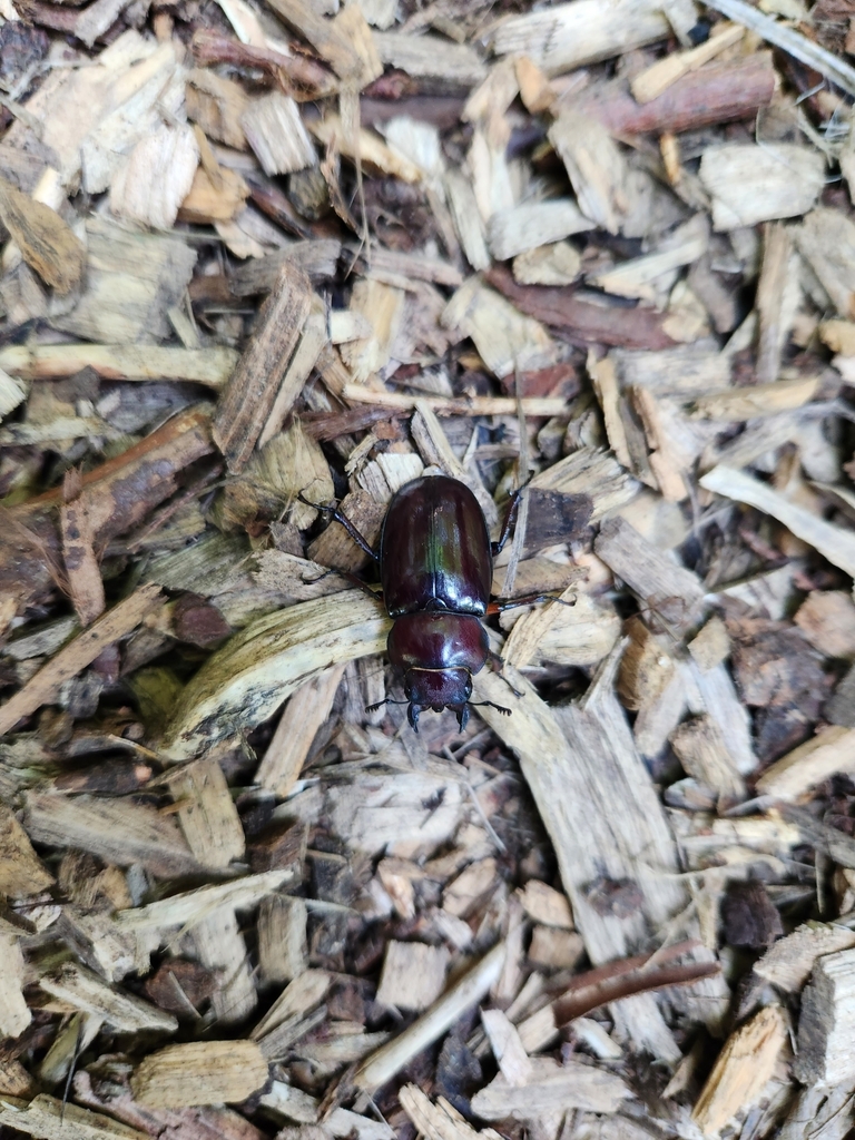 Reddish Brown Stag Beetle From River Bend Nature Center On August 4   Large 