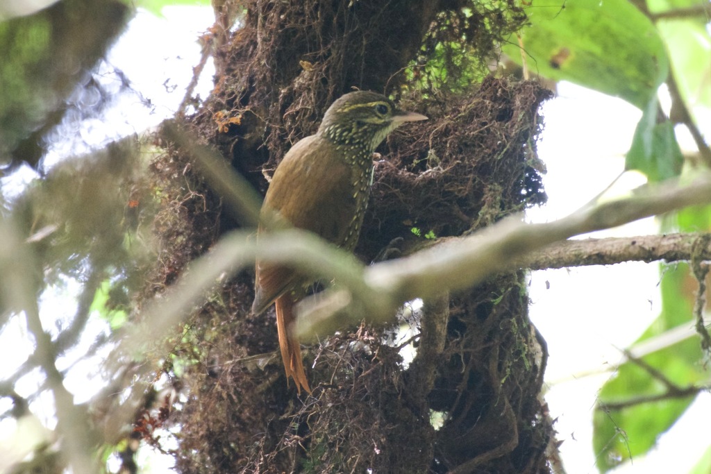 Beautiful Treerunner (Margarornis bellulus) photo