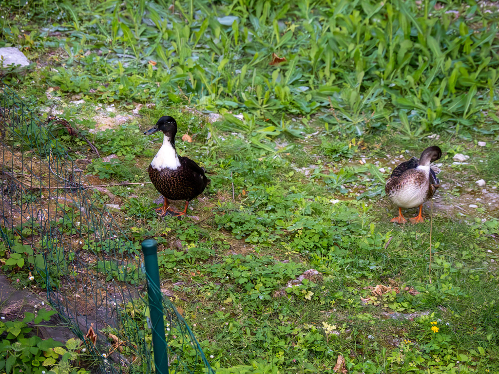 Domestic Mallard from Sint-Gillis Quarter, 8000 Bruges, Belgium on July ...