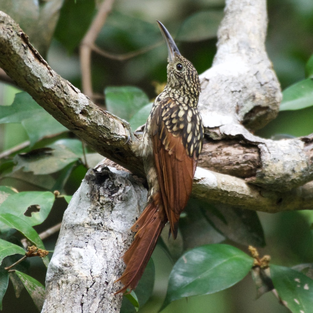 Black-striped Woodcreeper photo