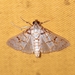 Polygrammodes ostrealis - Photo (c) Rainer Deo, all rights reserved, uploaded by Rainer Deo