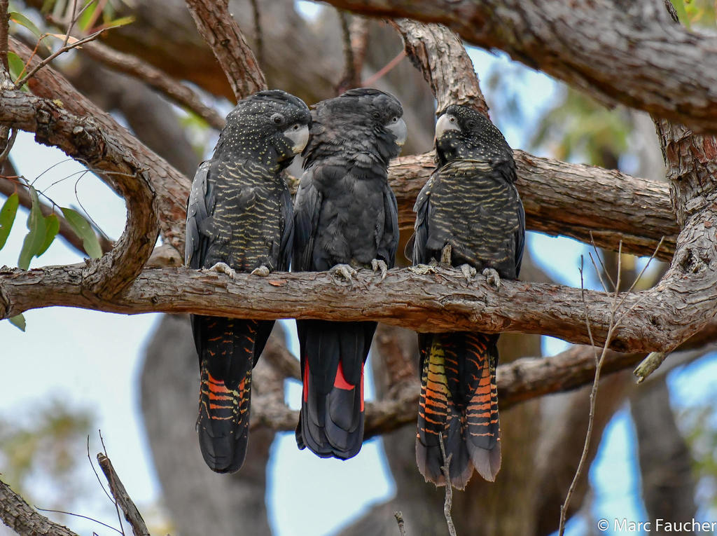 Red-tailed Black Cockatoo