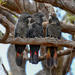 Red-tailed Black Cockatoo - Photo (c) Marc Faucher, all rights reserved, uploaded by Marc Faucher