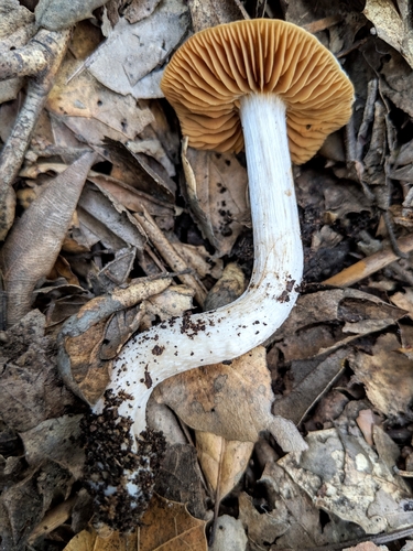 Cortinarius ohlone