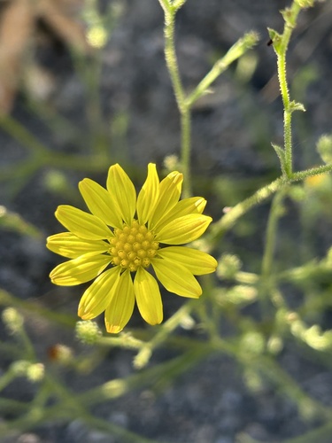 Benitoa occidentalis (H.M. Hall) D.D. Keck