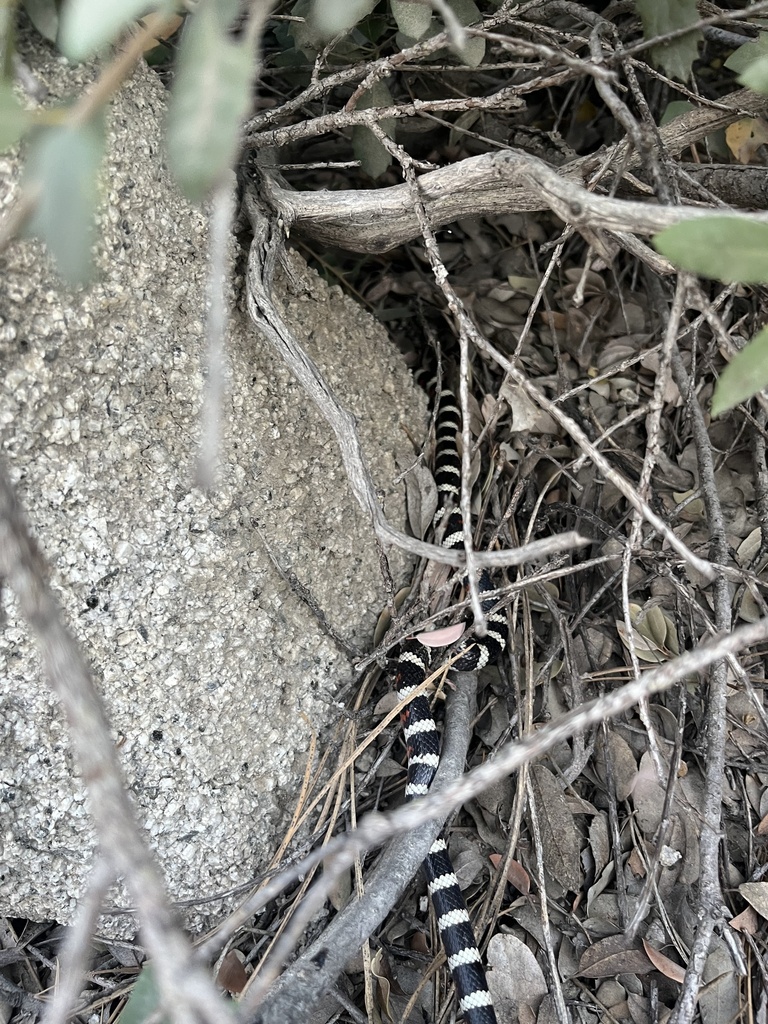 California Mountain Kingsnake In August 2023 By Jonathan Shade   Large 