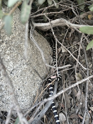 iNaturalist observation photo of California Mountain Kingsnake