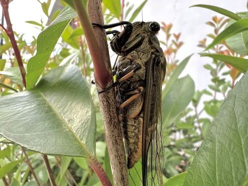 Eastern horse cicada