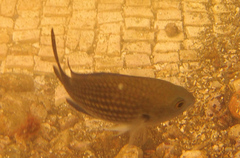 Chromis