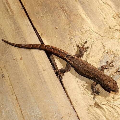 Mocquard's Dwarf Gecko