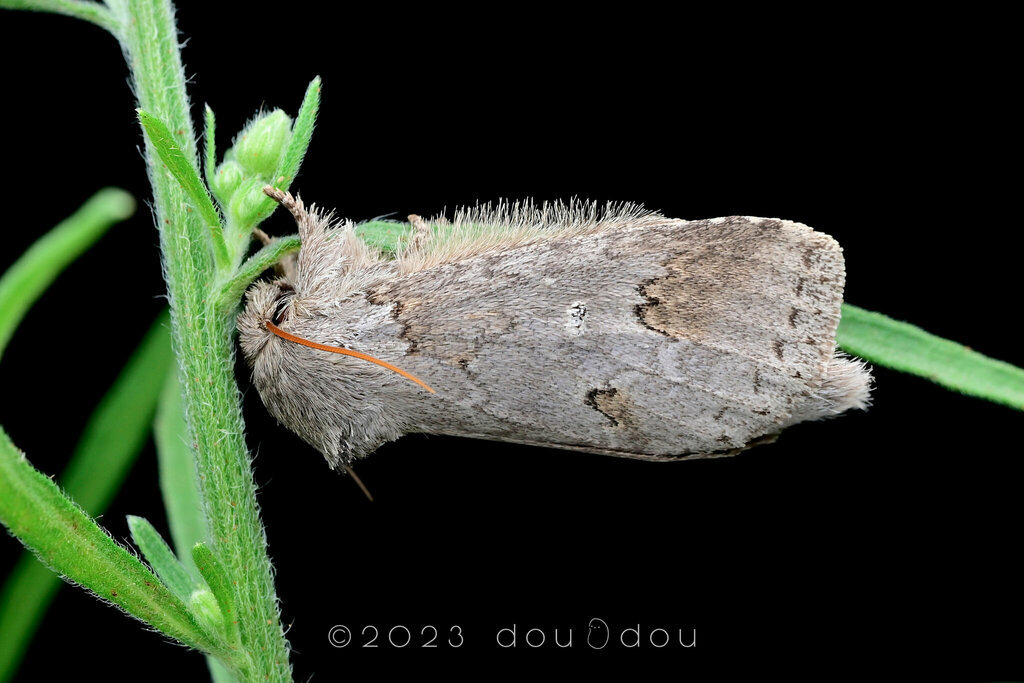 Disparia from 中国江苏省南京市江宁区汤山 on August 5, 2023 at 0913 PM by 豆豆