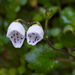 Jovellana repens - Photo (c) David Lyttle, todos los derechos reservados, subido por David Lyttle