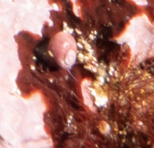 brežniakovité (Littorinidae)
