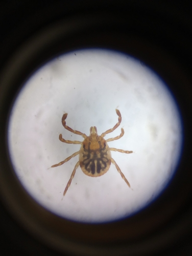 Cayenne Tick