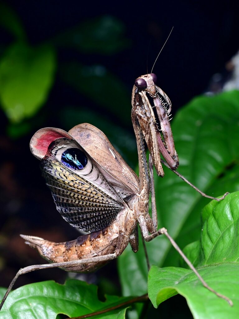 Peacock Mantis from 中国云南省西双版纳傣族自治州勐腊县 on August 6, 2023 at 09:44 PM by ...