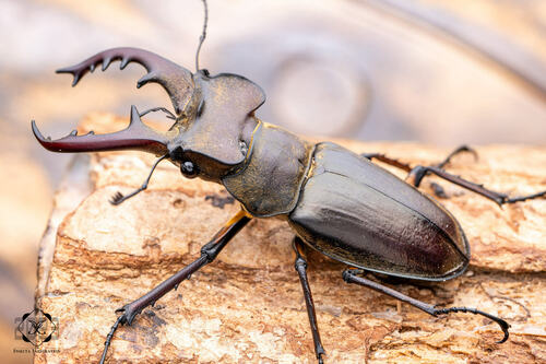 Miyama Stag Beetle