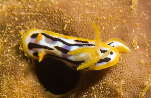 Streaked Chromodoris