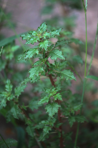 crispleaf amaranth (Amaranthus crispus)