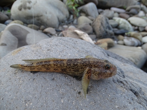 Kura River goby