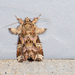 Callopistria duplicans - Photo (c) Hanyang Ye, all rights reserved, uploaded by Hanyang Ye