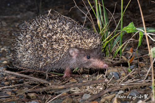 Eastern Forest Hedgehog (Mesechinus orientalis) — Data Deficient Mammalia