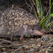 Eastern Forest Hedgehog - Photo (c) Hanyang Ye, all rights reserved, uploaded by Hanyang Ye
