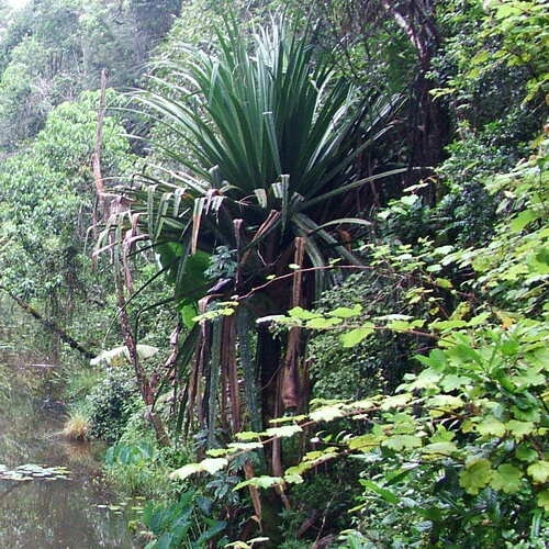 Pandanus pulcher