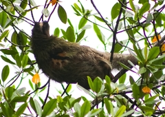 Bradypus pygmaeus image