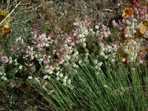 Astragalus submitis