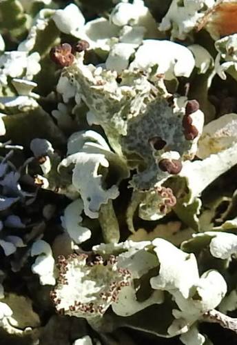 Cladonia foliacea