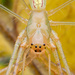 Long-jawed Orbweavers - Photo (c) Laurent Hesemans, all rights reserved, uploaded by Laurent Hesemans