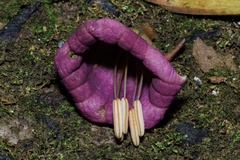 Merinthopodium neuranthum image